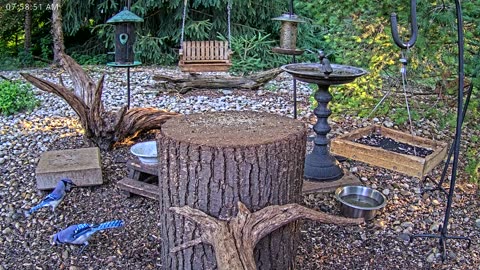 LIVE 24/7 Indiana Birds, Squirrels and Wildlife Feeder Cam