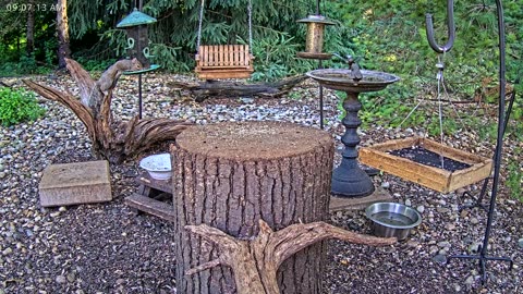 LIVE 24/7 Indiana Birds, Squirrels and Wildlife Feeder Cam