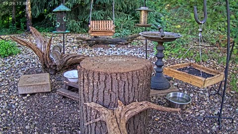 LIVE 24/7 Indiana Birds, Squirrels and Wildlife Feeder Cam