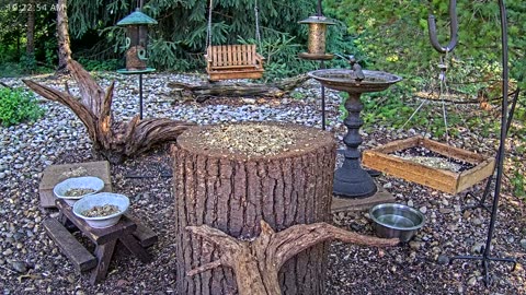 LIVE 24/7 Indiana Birds, Squirrels and Wildlife Feeder Cam