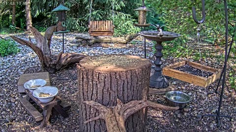 LIVE 24/7 Indiana Birds, Squirrels and Wildlife Feeder Cam