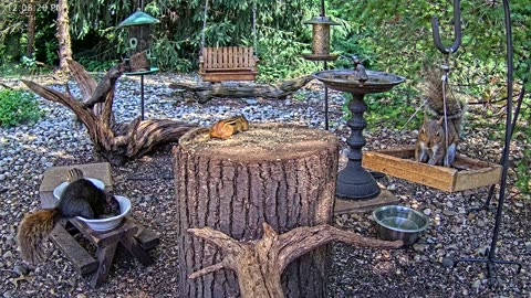LIVE 24/7 Indiana Birds, Squirrels and Wildlife Feeder Cam