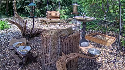 LIVE 24/7 Indiana Birds, Squirrels and Wildlife Feeder Cam