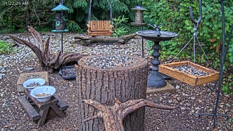 LIVE 24/7 Indiana Birds, Squirrels and Wildlife Feeder Cam