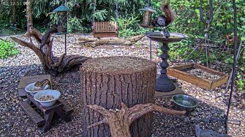 LIVE 24/7 Indiana Birds, Squirrels and Wildlife Feeder Cam