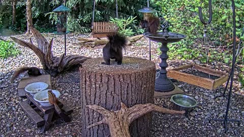 LIVE 24/7 Indiana Birds, Squirrels and Wildlife Feeder Cam