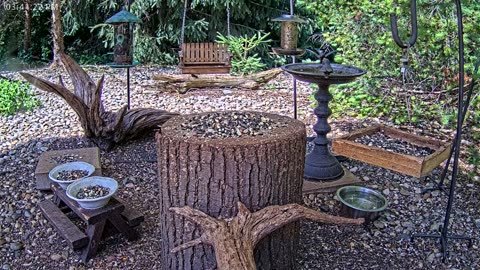 LIVE 24/7 Indiana Birds, Squirrels and Wildlife Feeder Cam
