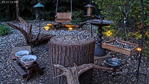 LIVE 24/7 Indiana Birds, Squirrels and Wildlife Feeder Cam