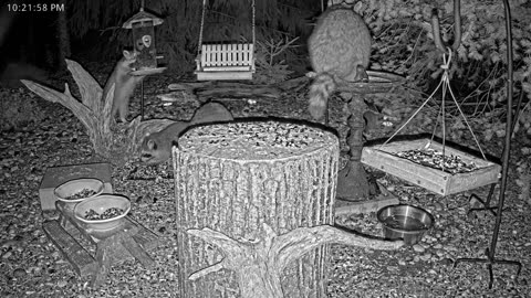 LIVE 24/7 Indiana Birds, Squirrels and Wildlife Feeder Cam
