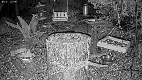 LIVE 24/7 Indiana Birds, Squirrels and Wildlife Feeder Cam