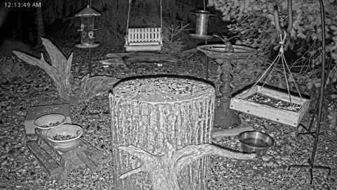 LIVE 24/7 Indiana Birds, Squirrels and Wildlife Feeder Cam