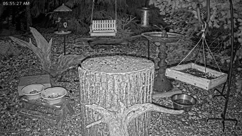 LIVE 24/7 Indiana Birds, Squirrels and Wildlife Feeder Cam