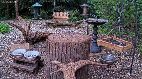 LIVE 24/7 Indiana Birds, Squirrels and Wildlife Feeder Cam