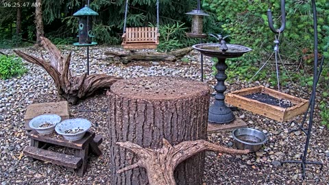 LIVE 24/7 Indiana Birds, Squirrels and Wildlife Feeder Cam