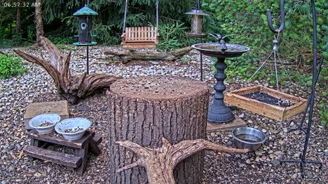 LIVE 24/7 Indiana Birds, Squirrels and Wildlife Feeder Cam