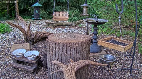 LIVE 24/7 Indiana Birds, Squirrels and Wildlife Feeder Cam