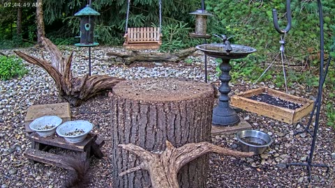 LIVE 24/7 Indiana Birds, Squirrels and Wildlife Feeder Cam