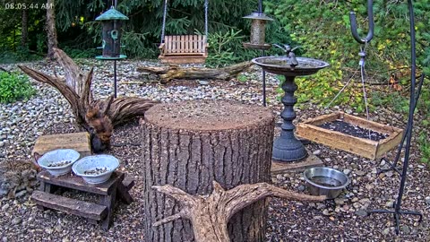 LIVE 24/7 Indiana Birds, Squirrels and Wildlife Feeder Cam