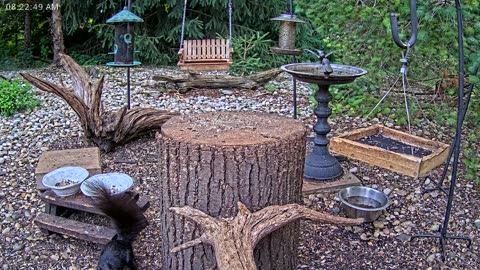 LIVE 24/7 Indiana Birds, Squirrels and Wildlife Feeder Cam