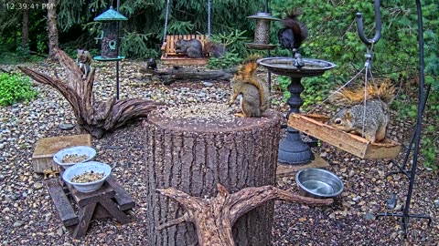 LIVE 24/7 Indiana Birds, Squirrels and Wildlife Feeder Cam