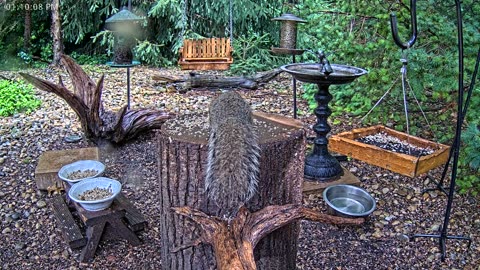LIVE 24/7 Indiana Birds, Squirrels and Wildlife Feeder Cam