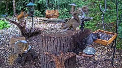 LIVE 24/7 Indiana Birds, Squirrels and Wildlife Feeder Cam