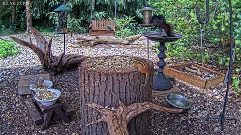 LIVE 24/7 Indiana Birds, Squirrels and Wildlife Feeder Cam