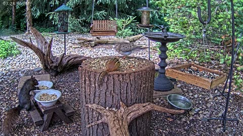 LIVE 24/7 Indiana Birds, Squirrels and Wildlife Feeder Cam