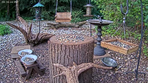 LIVE 24/7 Indiana Birds, Squirrels and Wildlife Feeder Cam