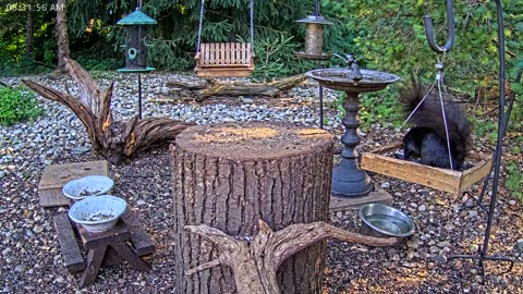 LIVE 24/7 Indiana Birds, Squirrels and Wildlife Feeder Cam
