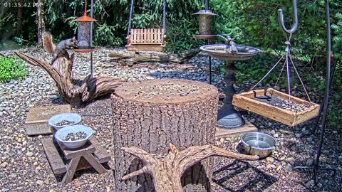 LIVE 24/7 Indiana Birds, Squirrels and Wildlife Feeder Cam