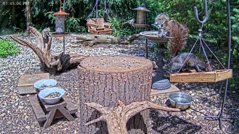 LIVE 24/7 Indiana Birds, Squirrels and Wildlife Feeder Cam