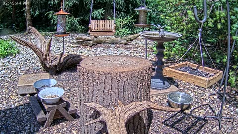 LIVE 24/7 Indiana Birds, Squirrels and Wildlife Feeder Cam