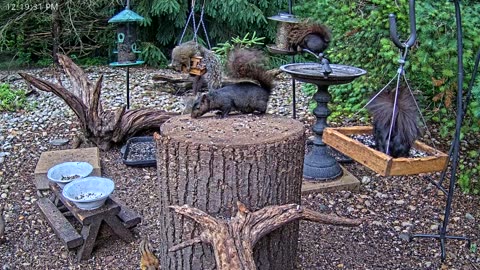 LIVE 24/7 Indiana Birds, Squirrels and Wildlife Feeder Cam