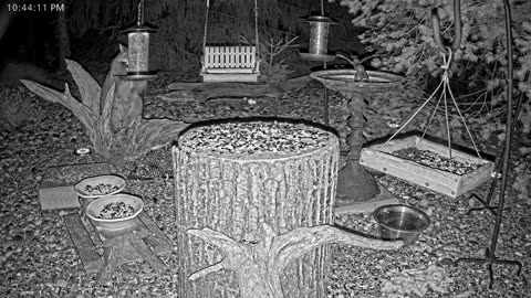LIVE 24/7 Indiana Birds, Squirrels and Wildlife Feeder Cam