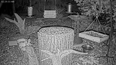 LIVE 24/7 Indiana Birds, Squirrels and Wildlife Feeder Cam