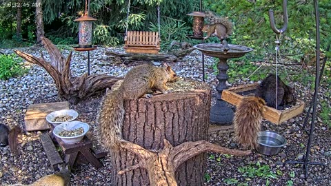 LIVE 24/7 Indiana Birds, Squirrels and Wildlife Feeder Cam