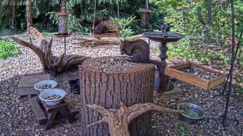 LIVE 24/7 Indiana Birds, Squirrels and Wildlife Feeder Cam