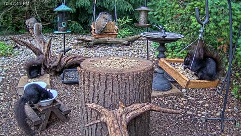 LIVE 24/7 Indiana Birds, Squirrels and Wildlife Feeder Cam