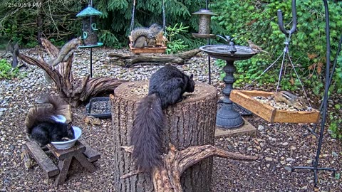 LIVE 24/7 Indiana Birds, Squirrels and Wildlife Feeder Cam