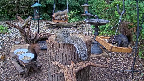 LIVE 24/7 Indiana Birds, Squirrels and Wildlife Feeder Cam