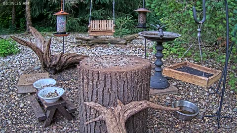 LIVE 24/7 Indiana Birds, Squirrels and Wildlife Feeder Cam