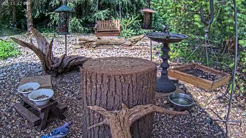 LIVE 24/7 Indiana Birds, Squirrels and Wildlife Feeder Cam