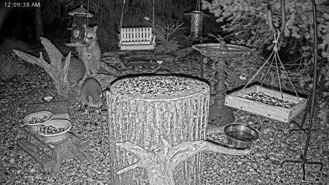 LIVE 24/7 Indiana Birds, Squirrels and Wildlife Feeder Cam