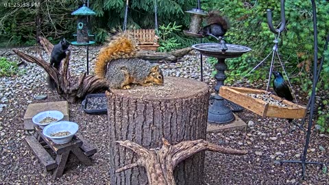 LIVE 24/7 Indiana Birds, Squirrels and Wildlife Feeder Cam