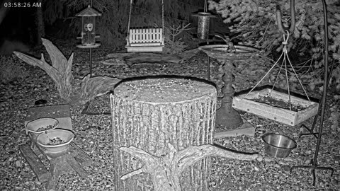 LIVE 24/7 Indiana Birds, Squirrels and Wildlife Feeder Cam