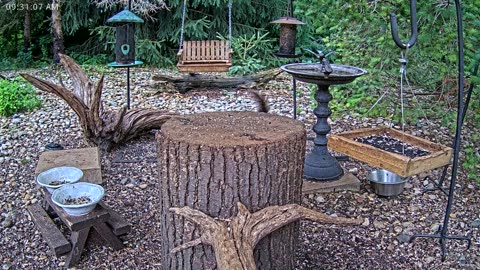 LIVE 24/7 Indiana Birds, Squirrels and Wildlife Feeder Cam