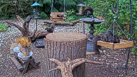 LIVE 24/7 Indiana Birds, Squirrels and Wildlife Feeder Cam