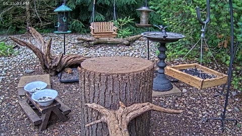 LIVE 24/7 Indiana Birds, Squirrels and Wildlife Feeder Cam