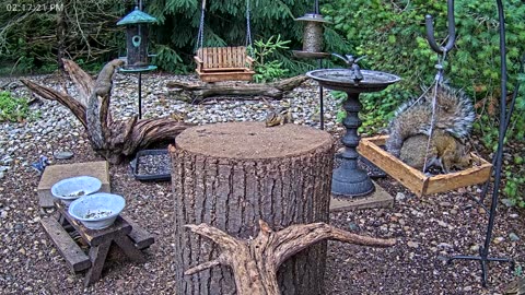 LIVE 24/7 Indiana Birds, Squirrels and Wildlife Feeder Cam